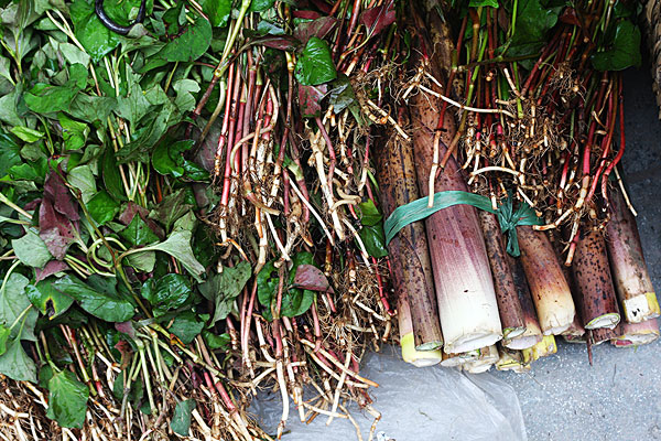 	為什么那么多人喜歡吃野菜？